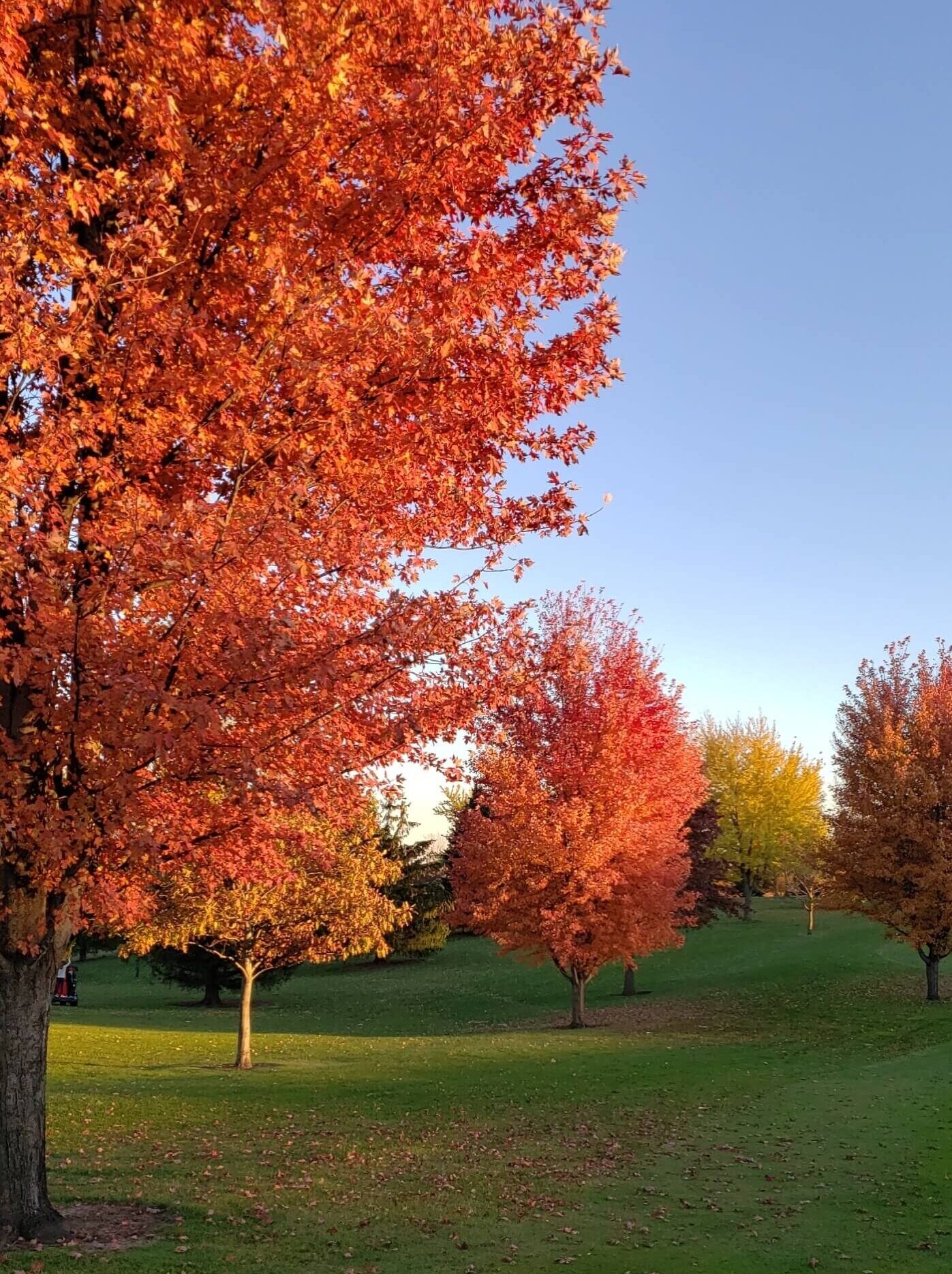 Red Leaved Trees on Course during Fall